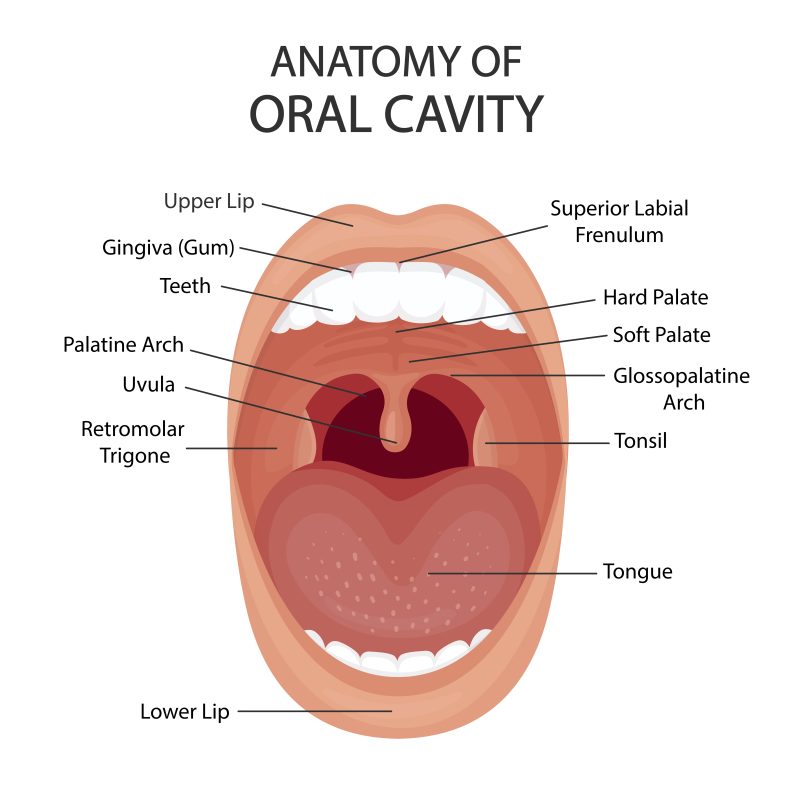 pictorial graph of the anatomy of the oral cavity