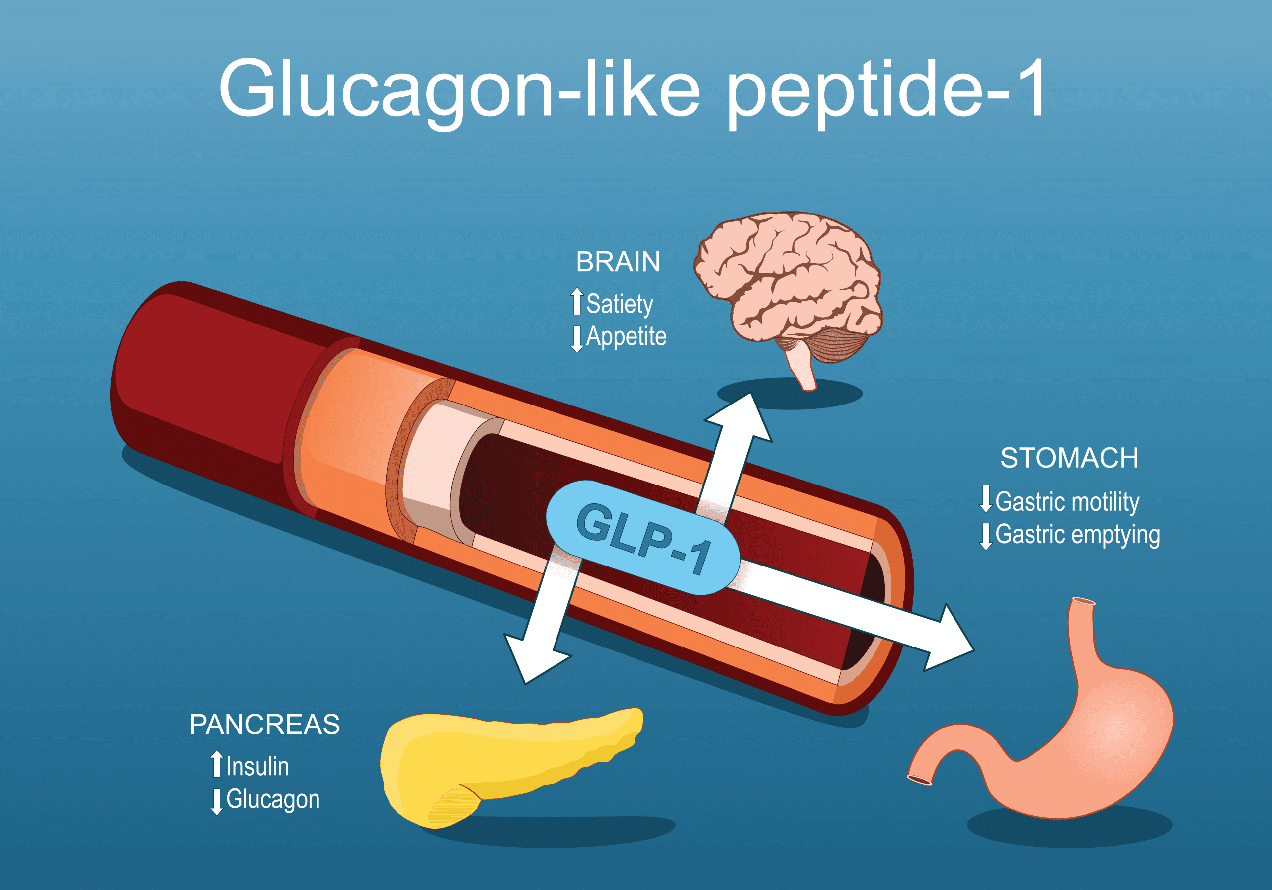 infographic of glp1 process through the body