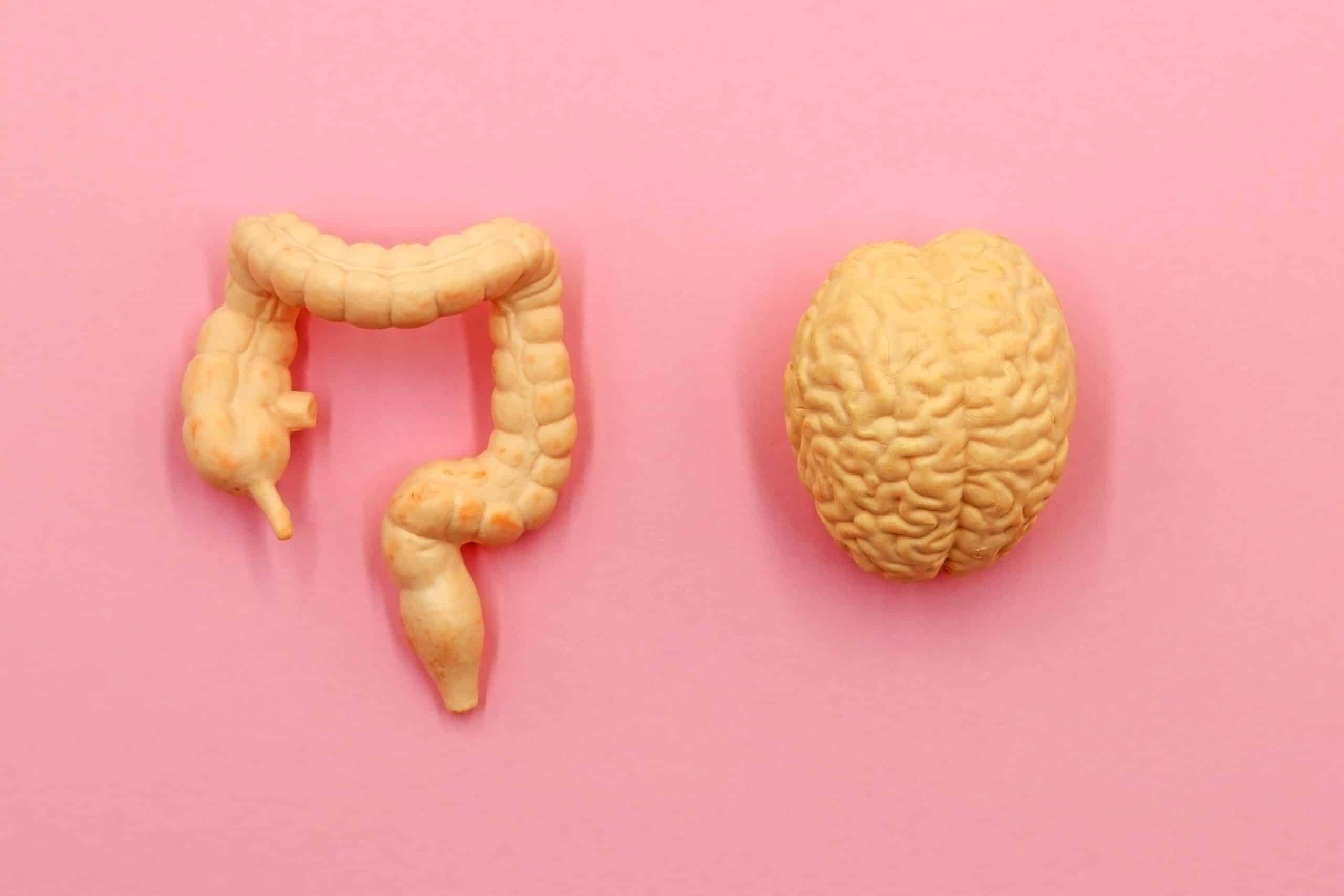 3d model of the intestines and brain on pink background