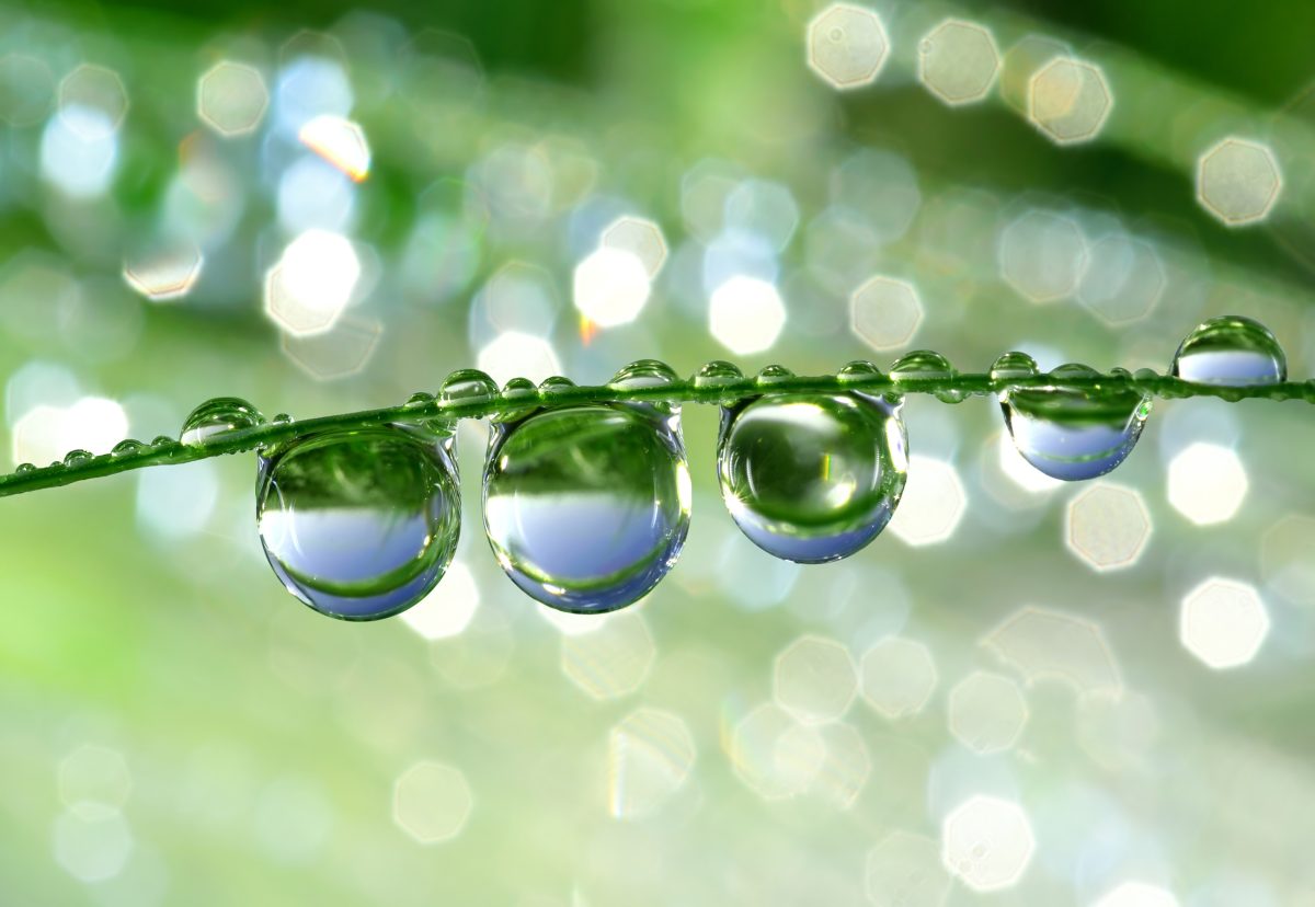 blade of grass with large water droplets in a row on the underside